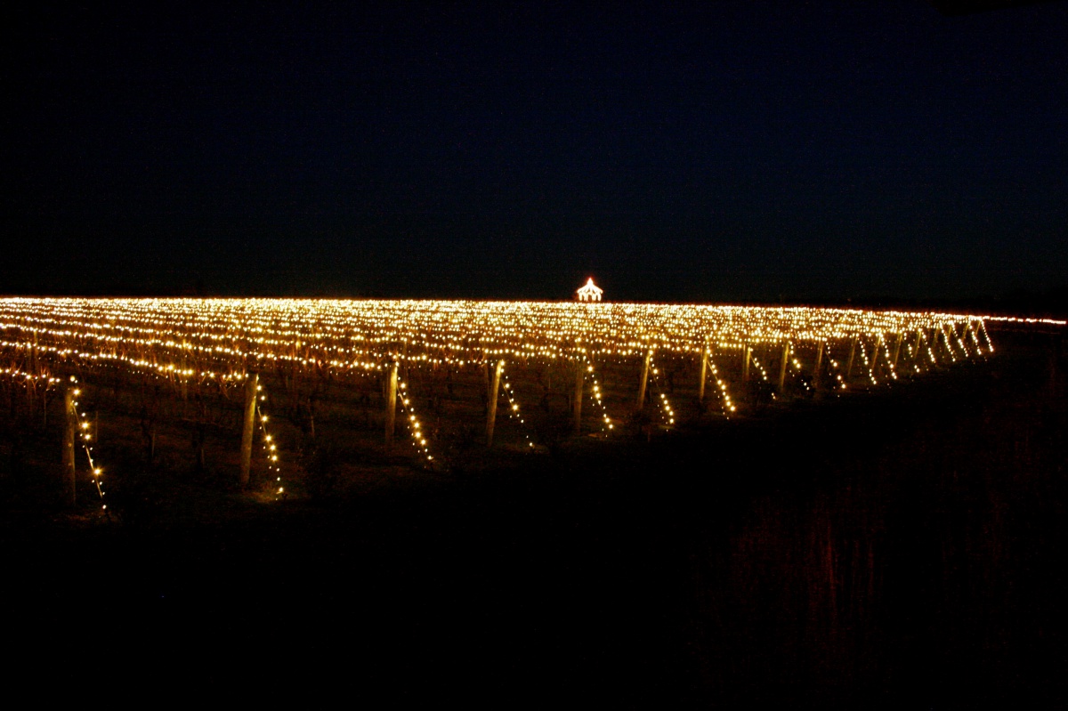 The vines aglow at Wölffer Estate Vineyard.