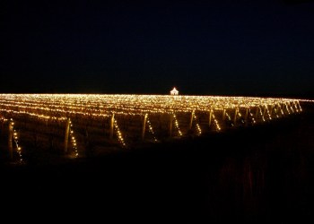 The vines aglow at Wölffer Estate Vineyard.