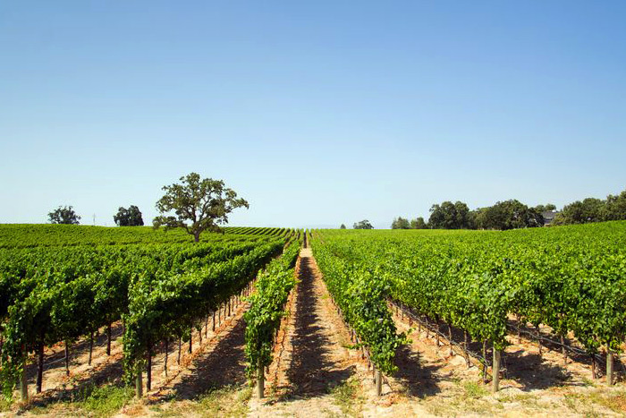 Visit an East End vineyard or winery!