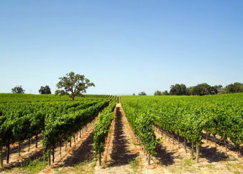 Visit an East End vineyard or winery!