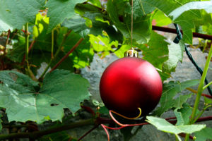 Vineyard Christmas