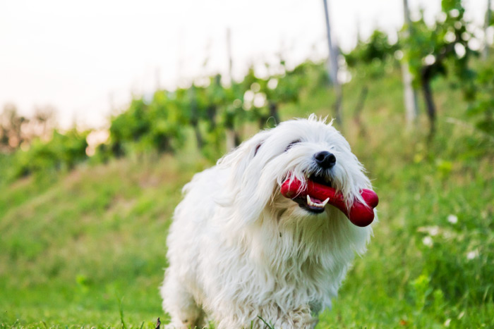 Bring your dog on a vineyard tour at Martha Clara