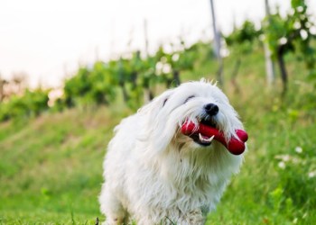 Bring your dog on a vineyard tour at Martha Clara