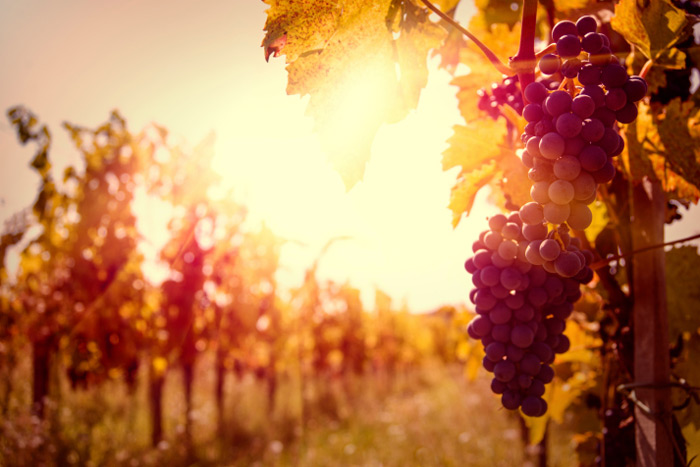 Vineyard Sunset Red Grapes