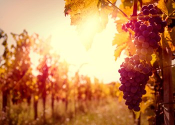 Vineyard Sunset Red Grapes