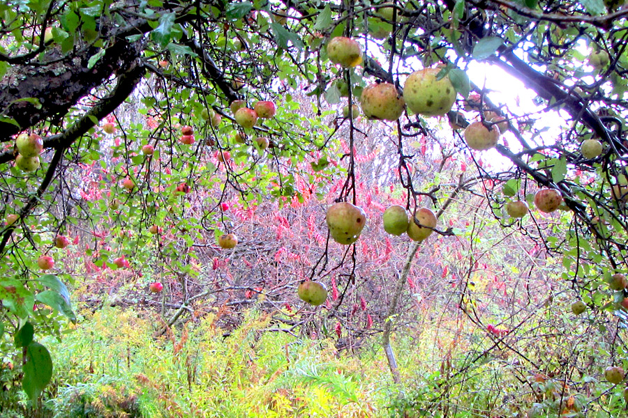 Western NY Apples