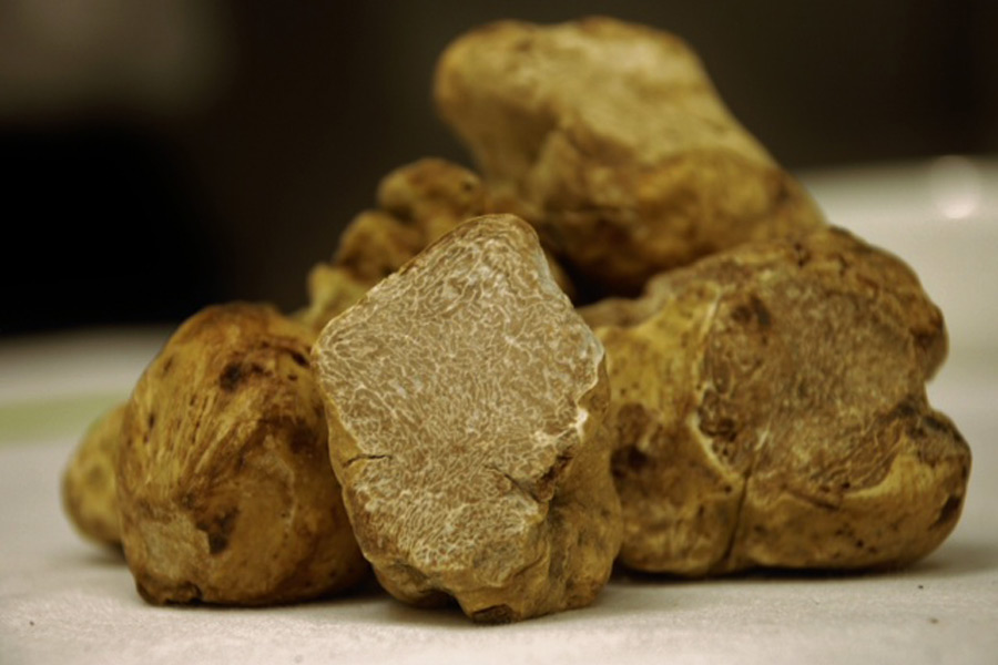 White Truffle