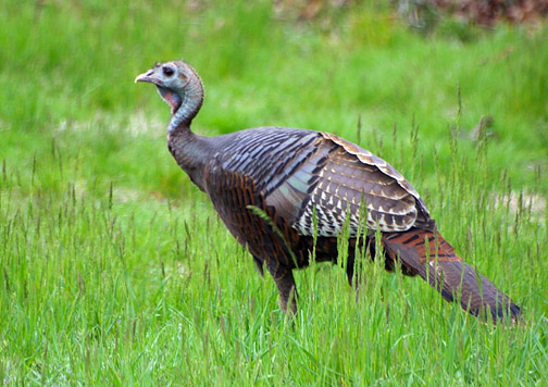 Shorty the Water Mill wild turkey