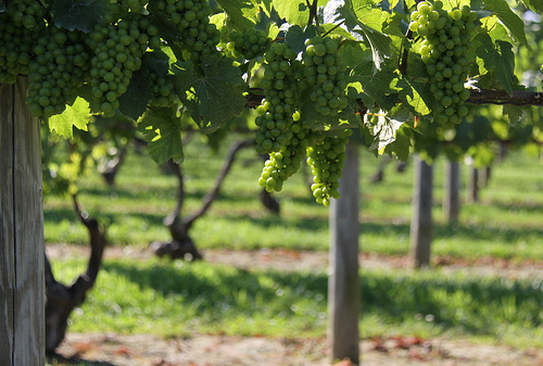 Long Island Wine grapes on the vine