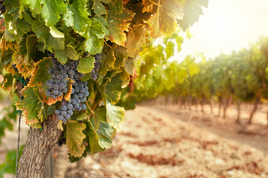 Wine Country grapes vineyard