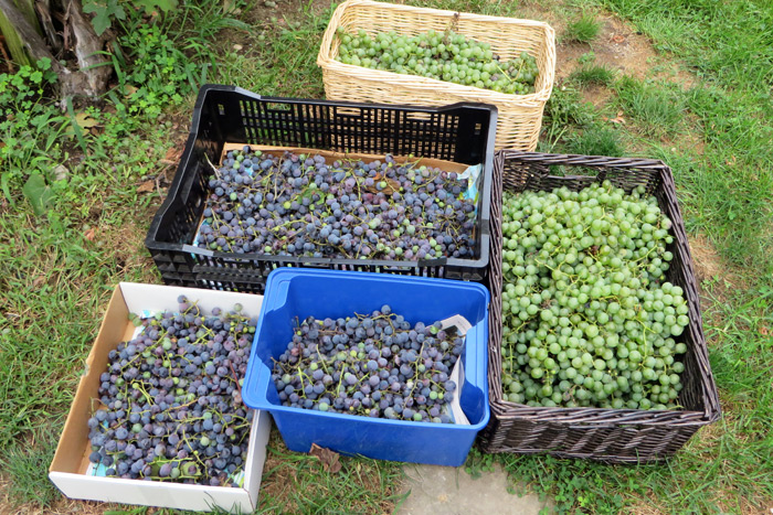 My first grape harvest!