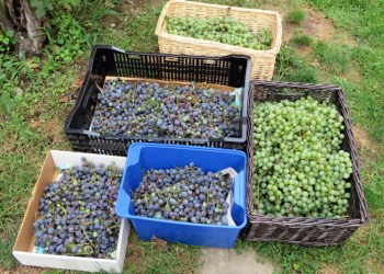 My first grape harvest!