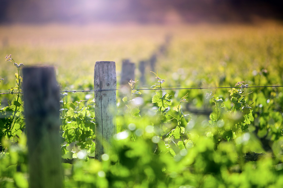 Winery Vineyard Vines