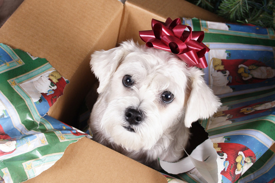 Wrapping Paper Dog Christmas