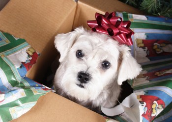 Wrapping Paper Dog Christmas