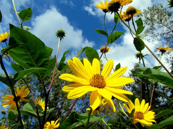 Yellow Flowers Sunshine