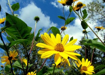 Yellow Flowers Sunshine