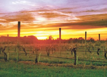 A gorgeous Wolffer sunset during Yoga in the Vines