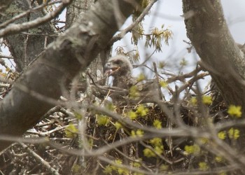 The Mashomack Preserve eaglet