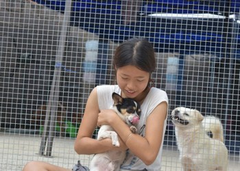 Yulin Meat Festival rescue dogs