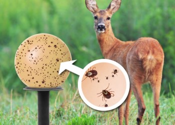 Ticks will feed on YumBlood via artificial 
