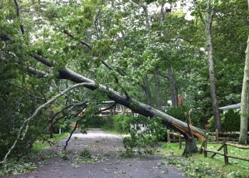across Chestnut