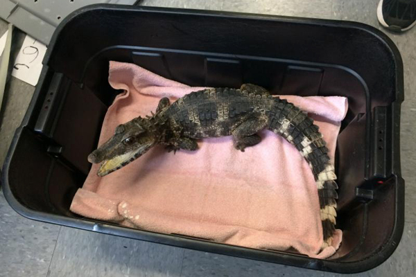 A Smooth Face Caiman alligator was surrendered to the Suffolk SPCA.