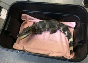 A Smooth Face Caiman alligator was surrendered to the Suffolk SPCA.