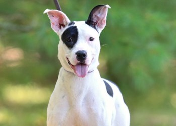 Best Looking Mutt contestant Amelia.