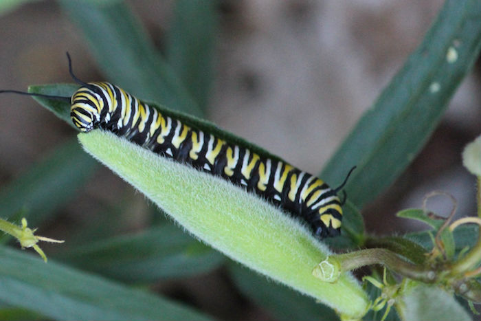 Found in the garden