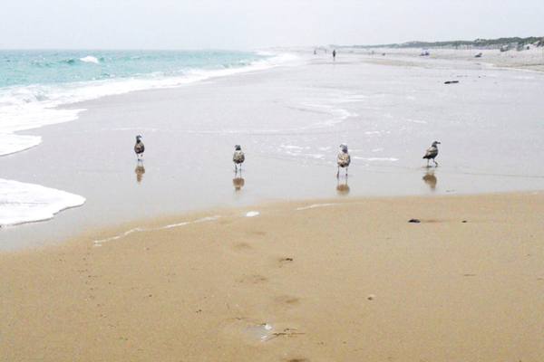 Cupsogue Beach at Cupsogue County Park.