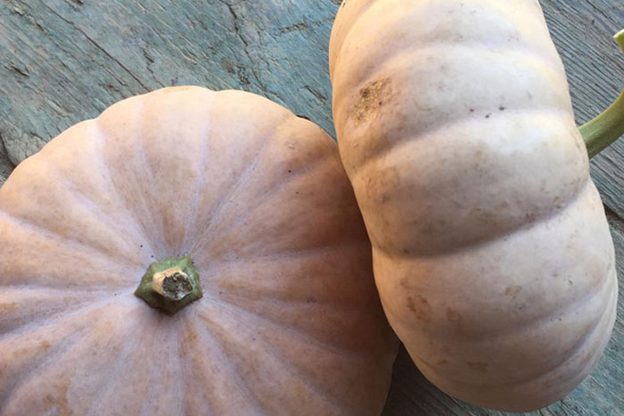 Cutchogue Flat Cheese Pumpkins