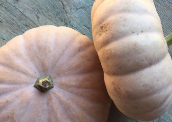 Cutchogue Flat Cheese Pumpkins