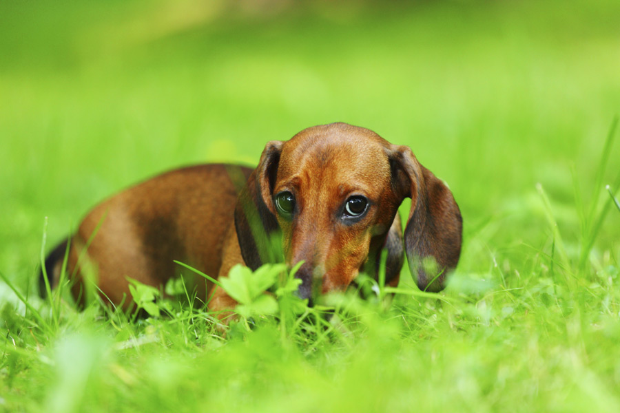 The deceptive dachshund