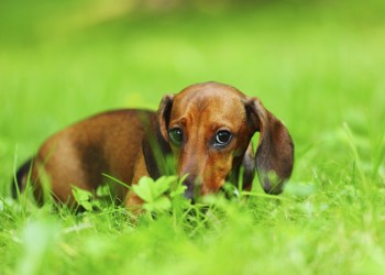 The deceptive dachshund