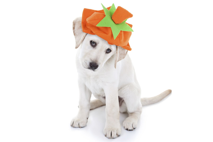 Thanksgiving Pumpkin Dog