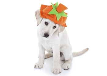 Thanksgiving Pumpkin Dog