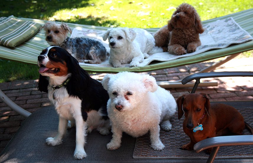 Dogs at Petite Dog Care