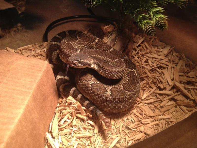 Suffolk Man Bitten by His Illegal Pet Rattlesnake Dan’s Papers