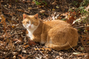 A feral cat that that has been neutered previously by ARF’s Operation Cat Program.