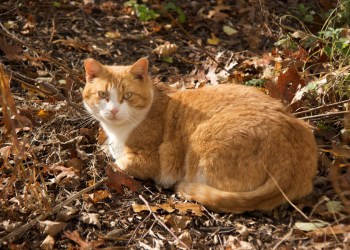 A feral cat that that has been neutered previously by ARF’s Operation Cat Program.