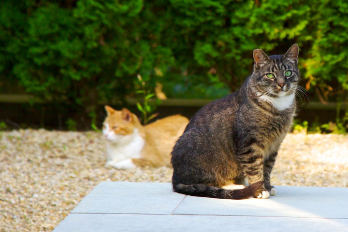 Feral cats with clipped ears indicating that have been fixed.