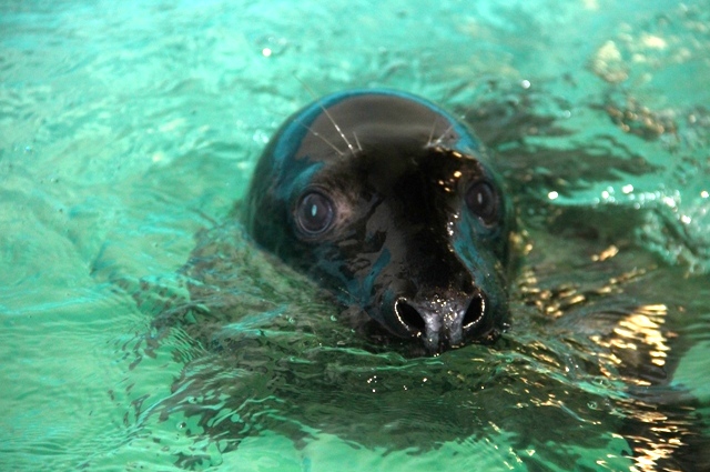 Zalla the gray seal pup will be released back into the wild. Photo credit: Courtesy Riverhead Foundation for Marine Research and Preservation