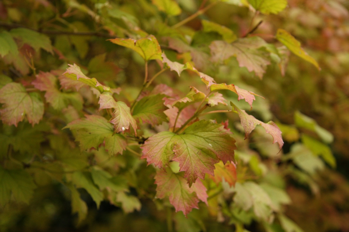 Fall leaves changing colors.