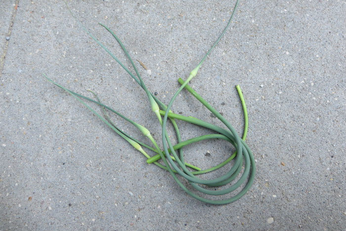 garlic scape