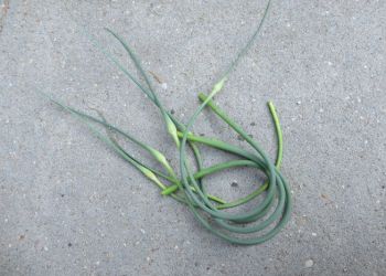 garlic scape