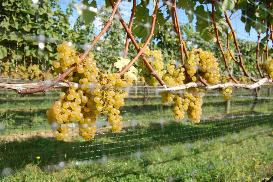 wine grapes