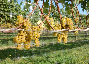 wine grapes
