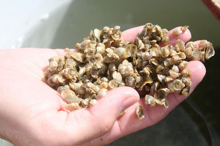 Baby oysters