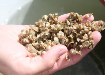 Baby oysters